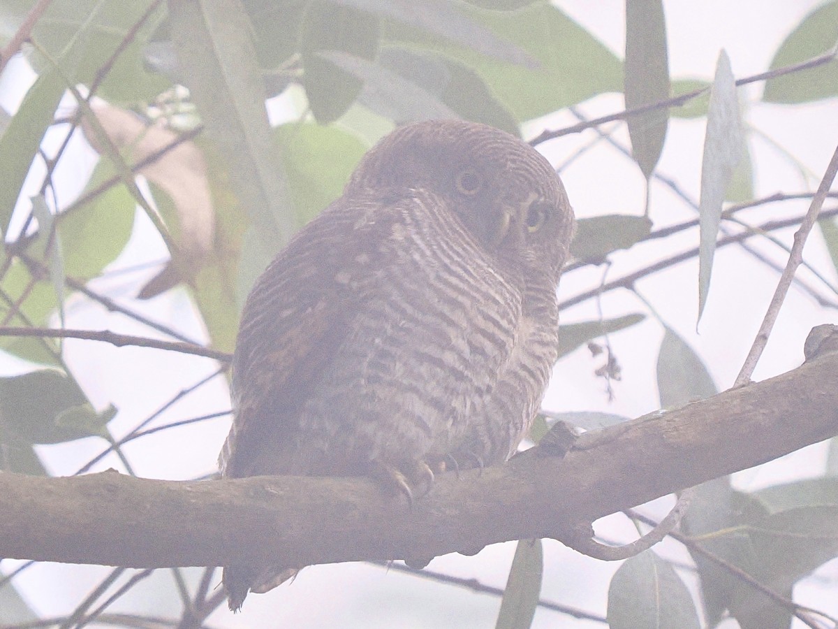 Сичик-горобець індійський - ML644586226