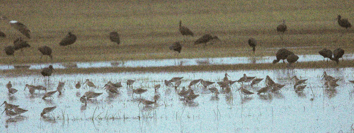Long-billed Dowitcher - ML644586231
