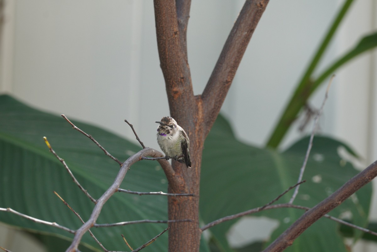 Фиалковый калипсо - ML644586243