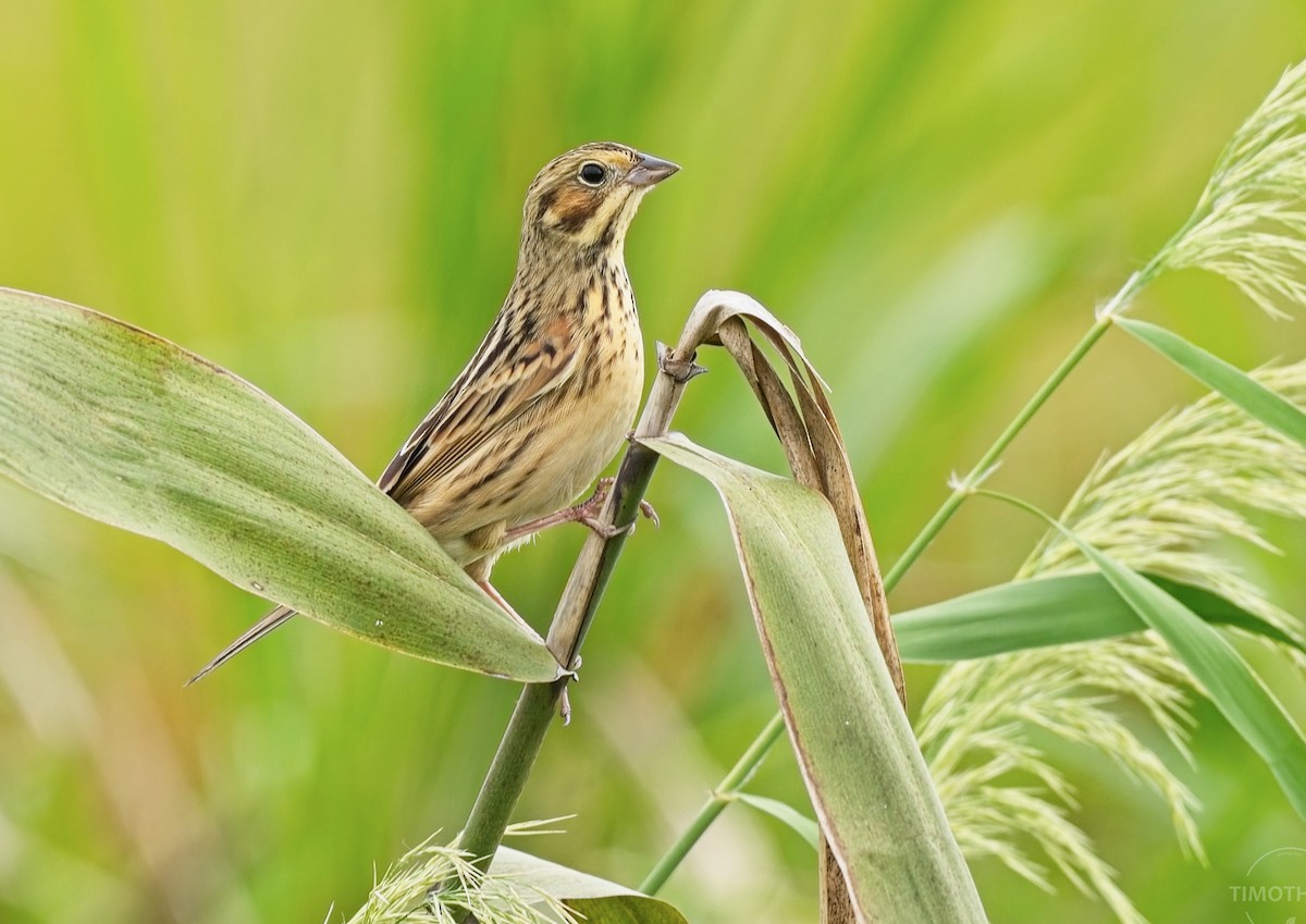 strnad hnědolící - ML644586247