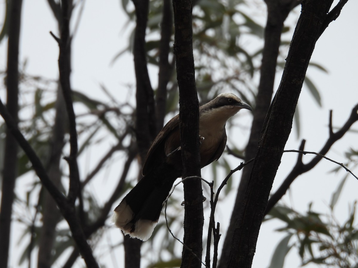 オーストラリアマルハシ - ML644586249