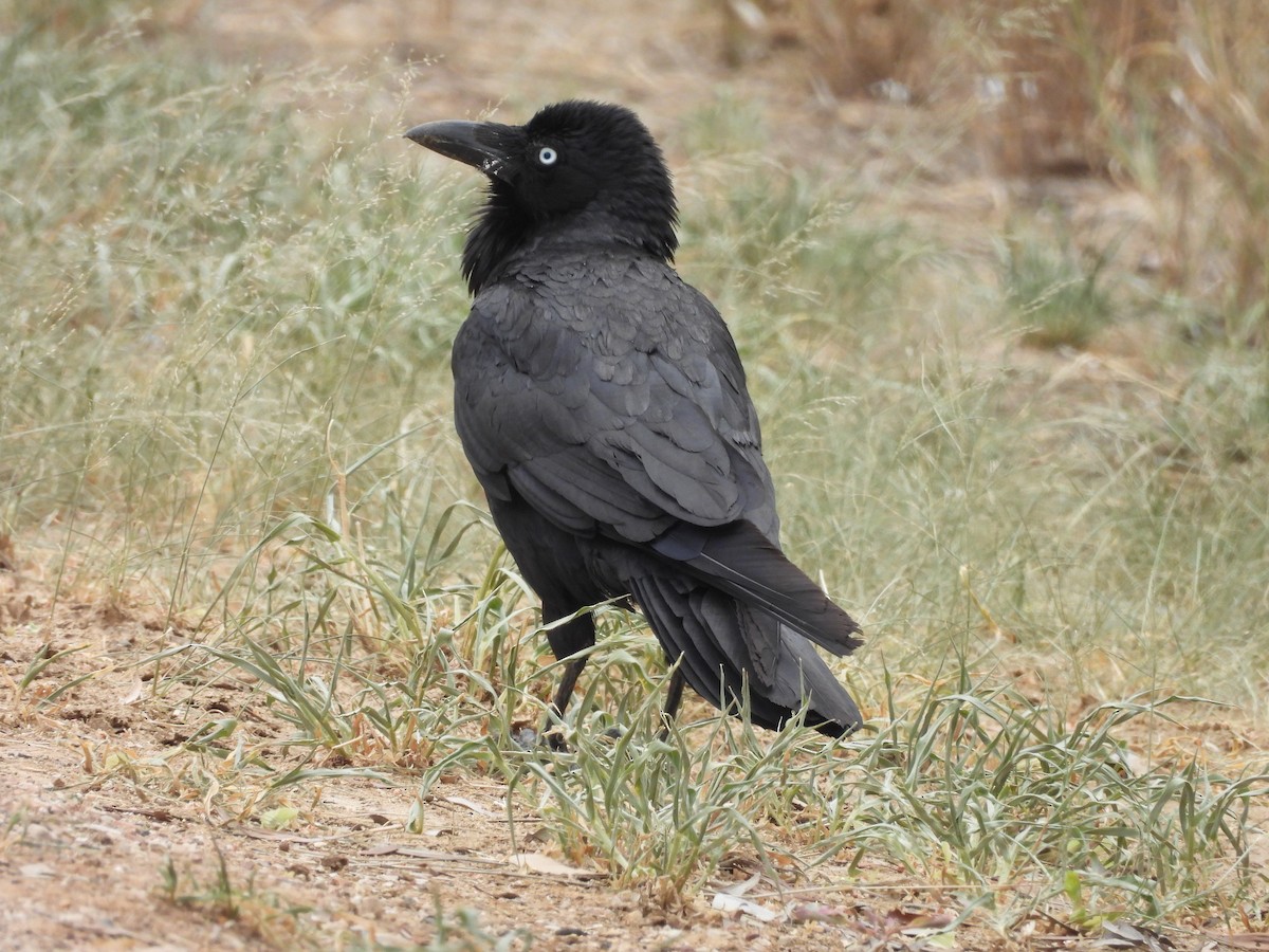 ミナミワタリガラス - ML644586252