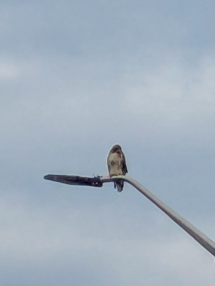 Busardo Colirrojo - ML644586255