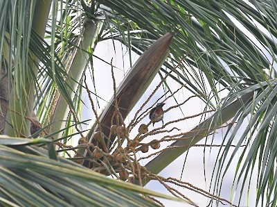 Red-vented Bulbul - ML644586256