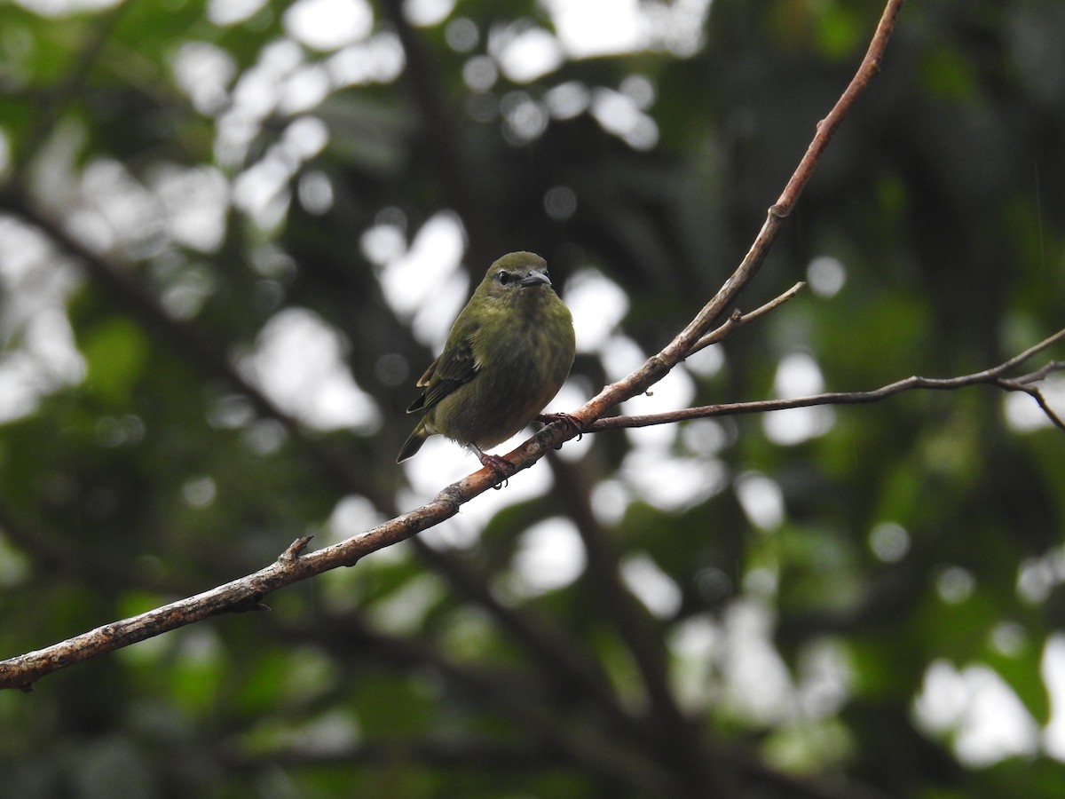 Танагра-медоїд бірюзова - ML644586259