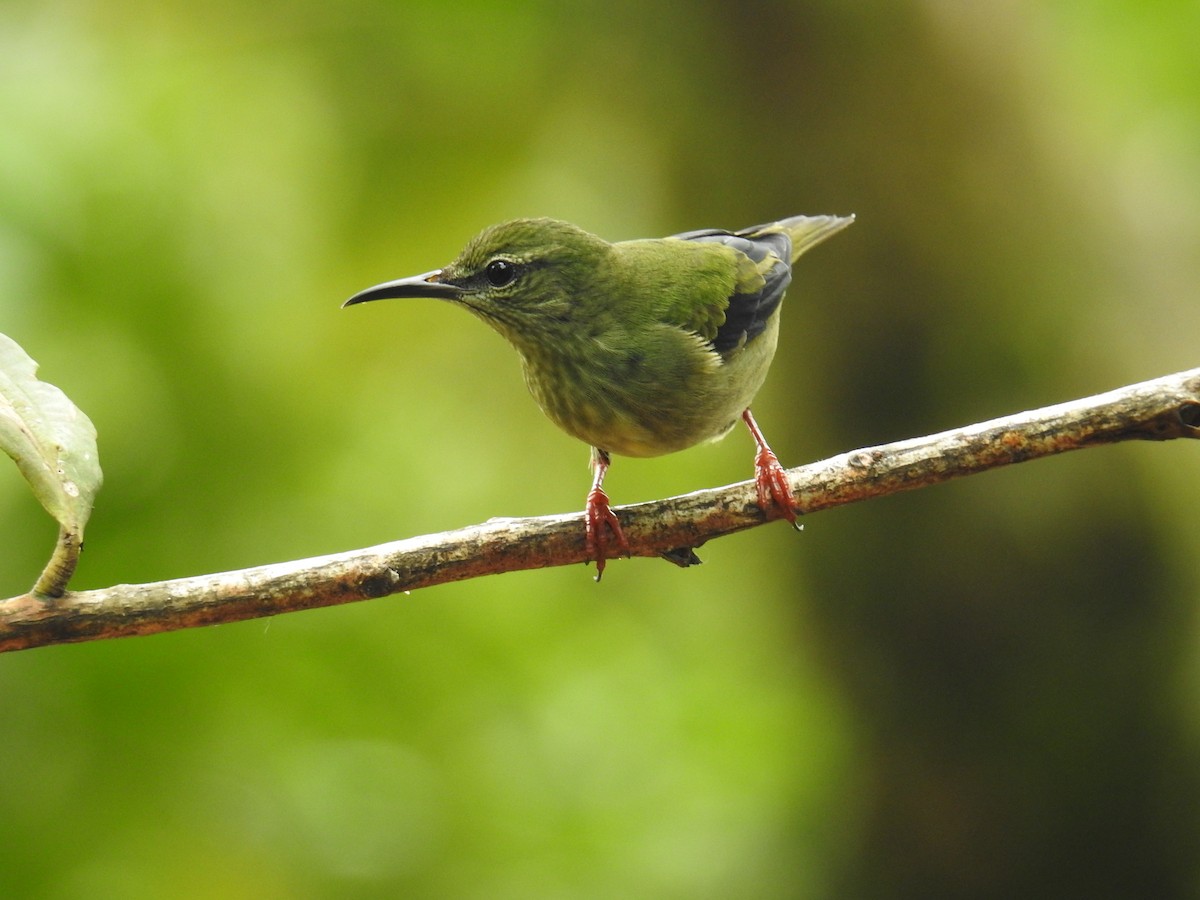 Танагра-медоїд бірюзова - ML644586260
