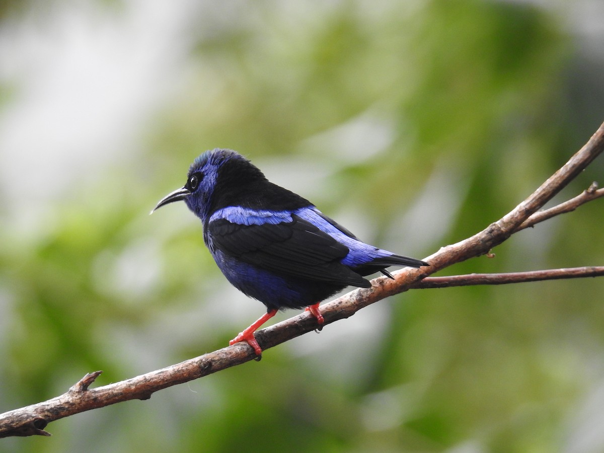 Танагра-медоїд бірюзова - ML644586261