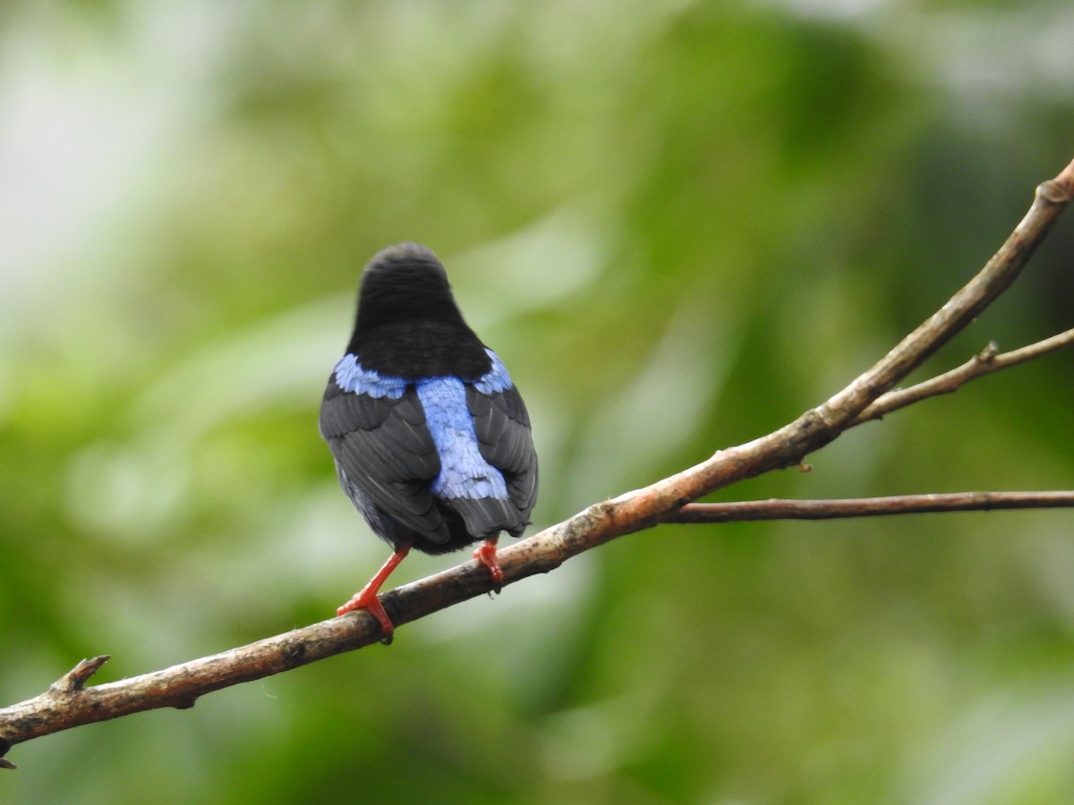 Танагра-медоїд бірюзова - ML644586262