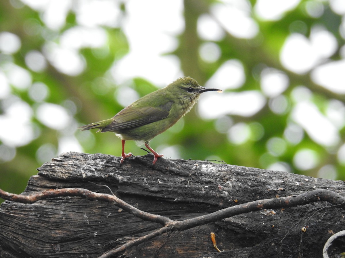 Танагра-медоїд бірюзова - ML644586264
