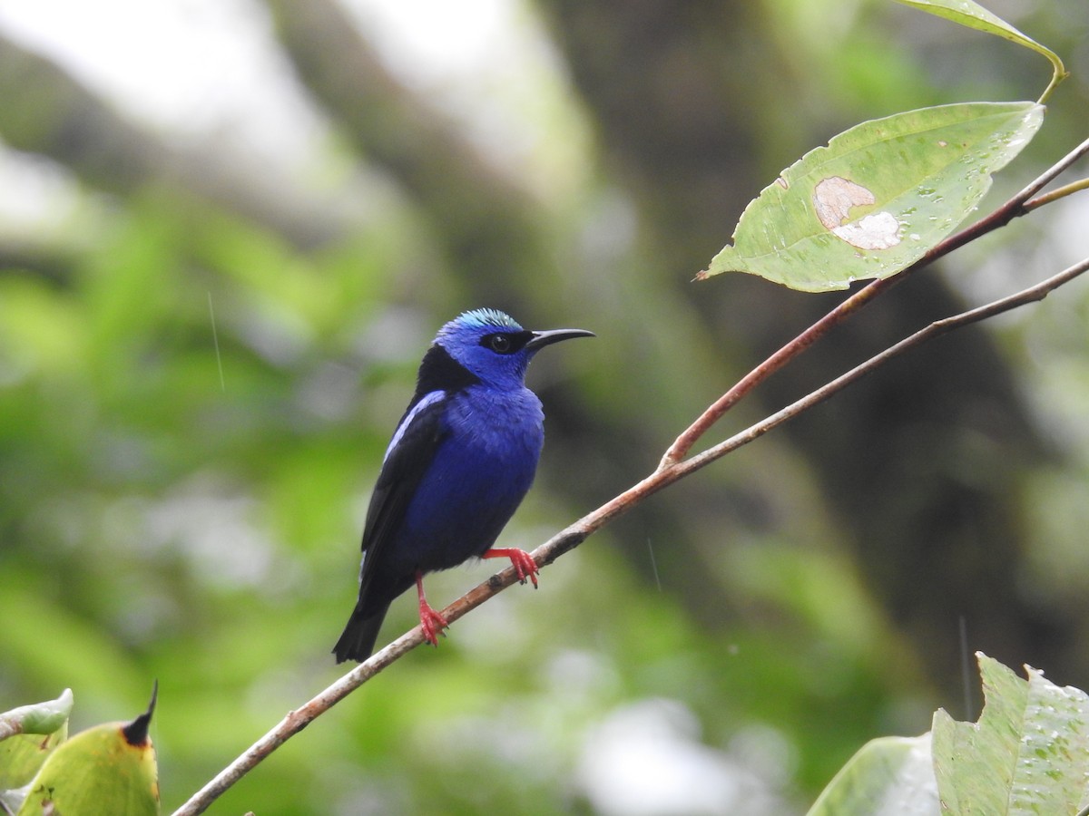 Танагра-медоїд бірюзова - ML644586265