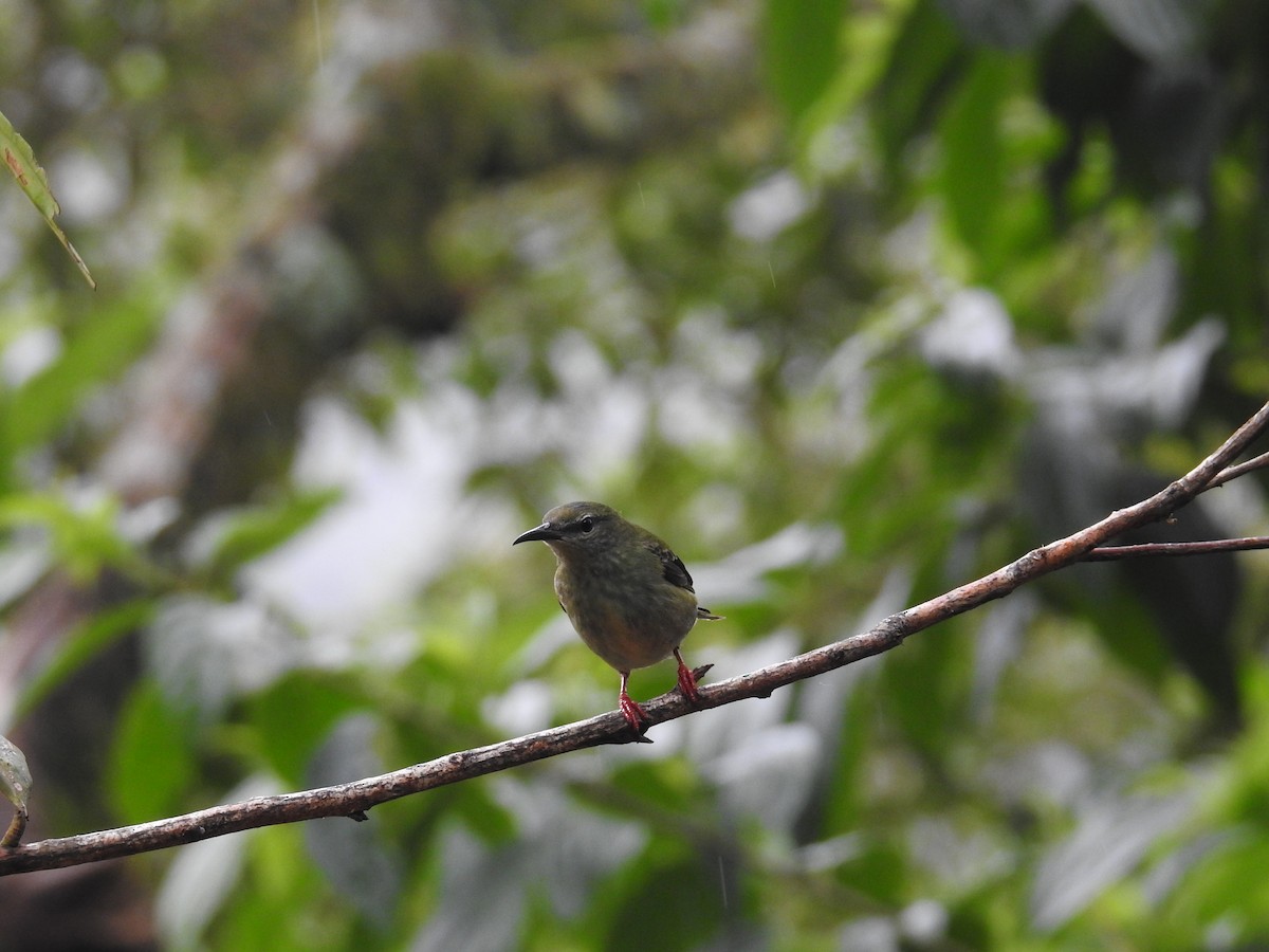 Танагра-медоїд бірюзова - ML644586266