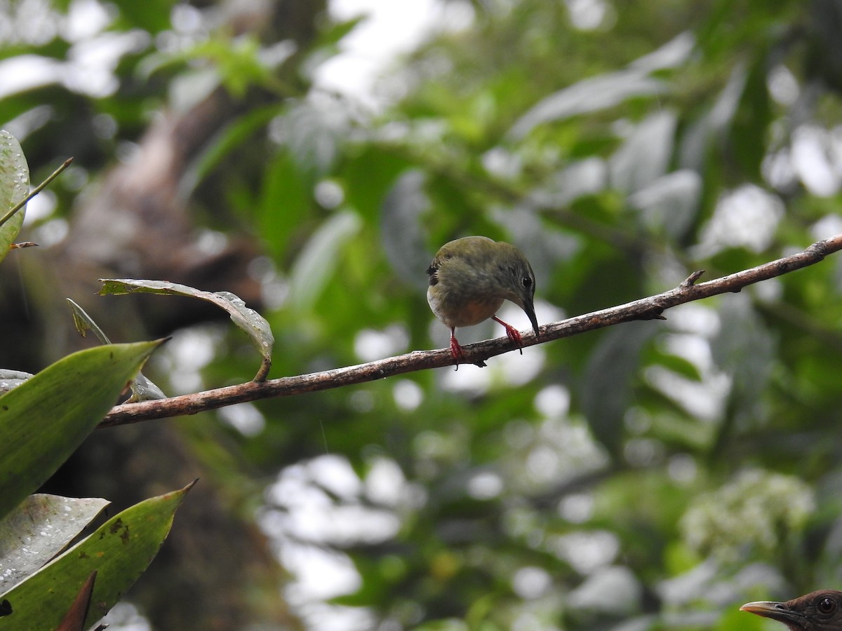Танагра-медоїд бірюзова - ML644586267