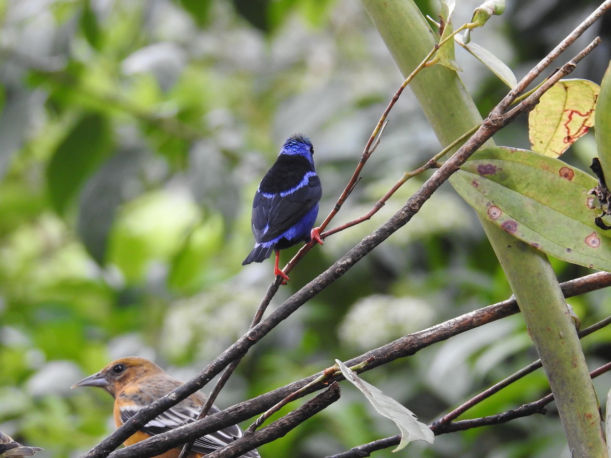 Танагра-медоїд бірюзова - ML644586268