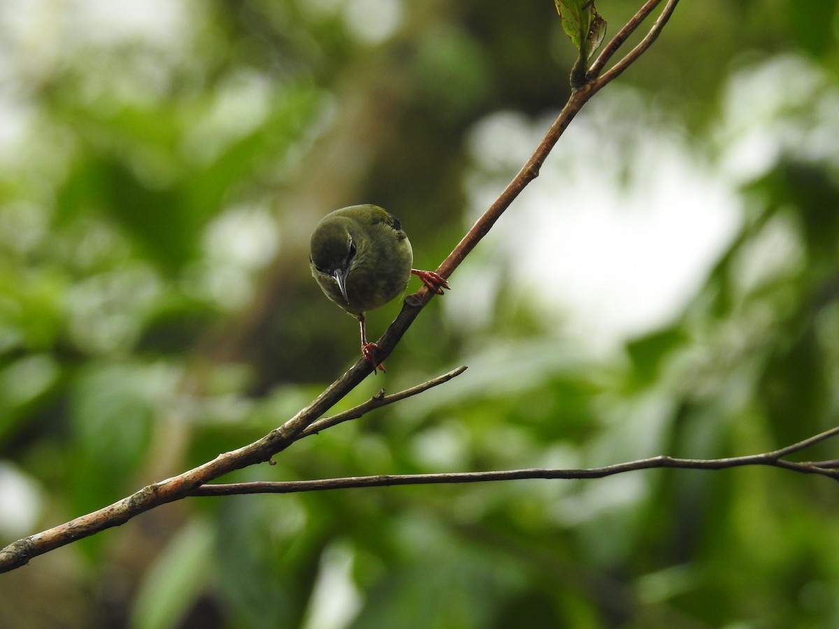 Танагра-медоїд бірюзова - ML644586270
