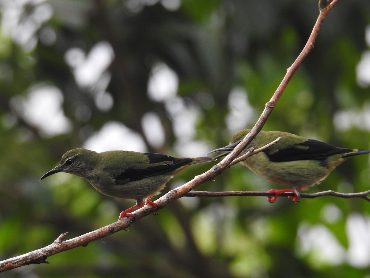 Танагра-медоїд бірюзова - ML644586271