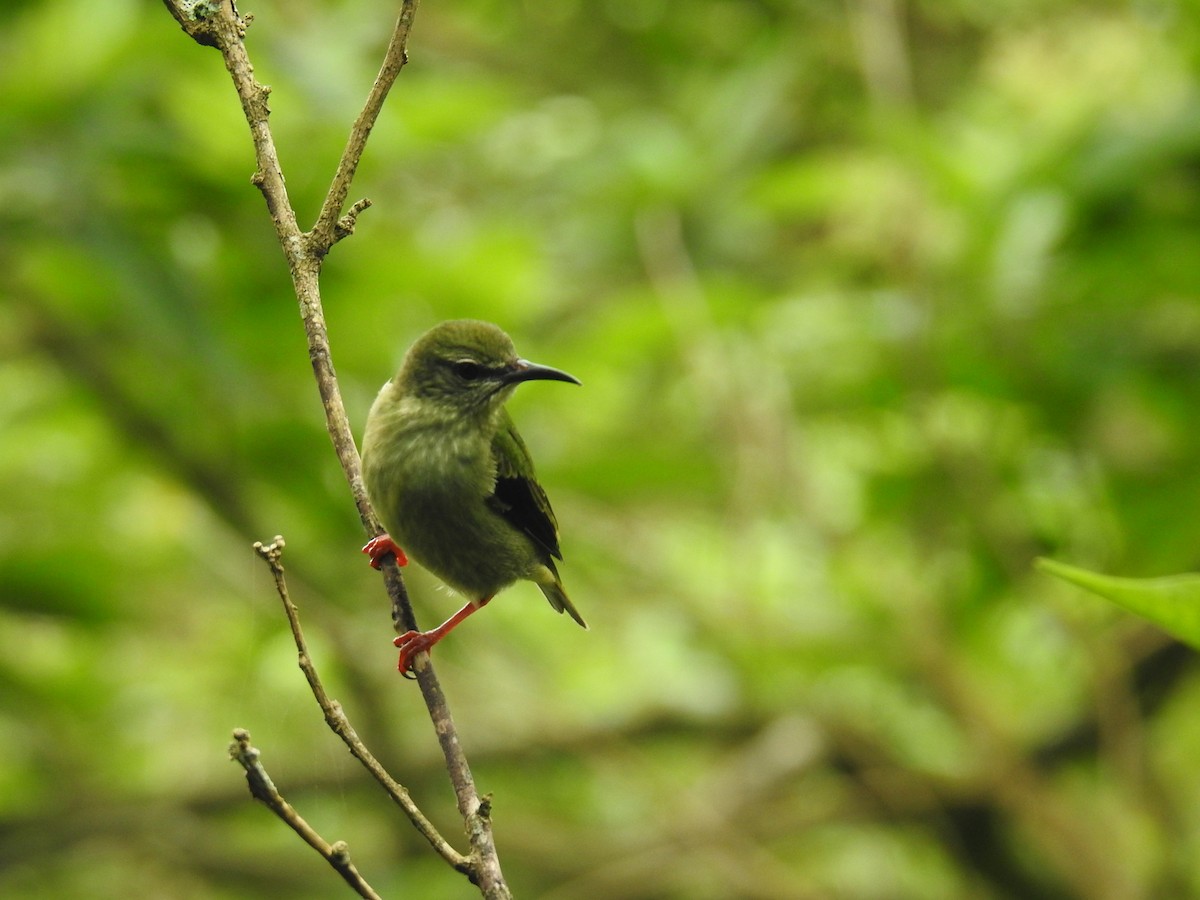 Танагра-медоїд бірюзова - ML644586272