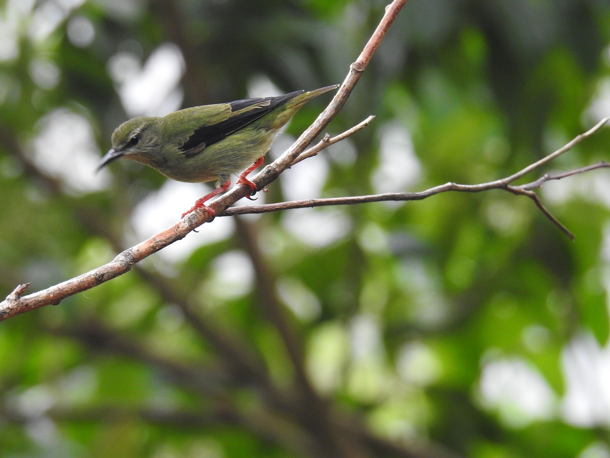 Танагра-медоїд бірюзова - ML644586273