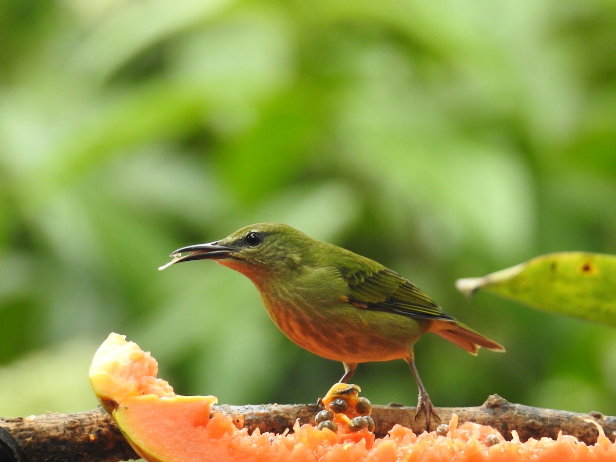 Танагра-медоїд бірюзова - ML644586275