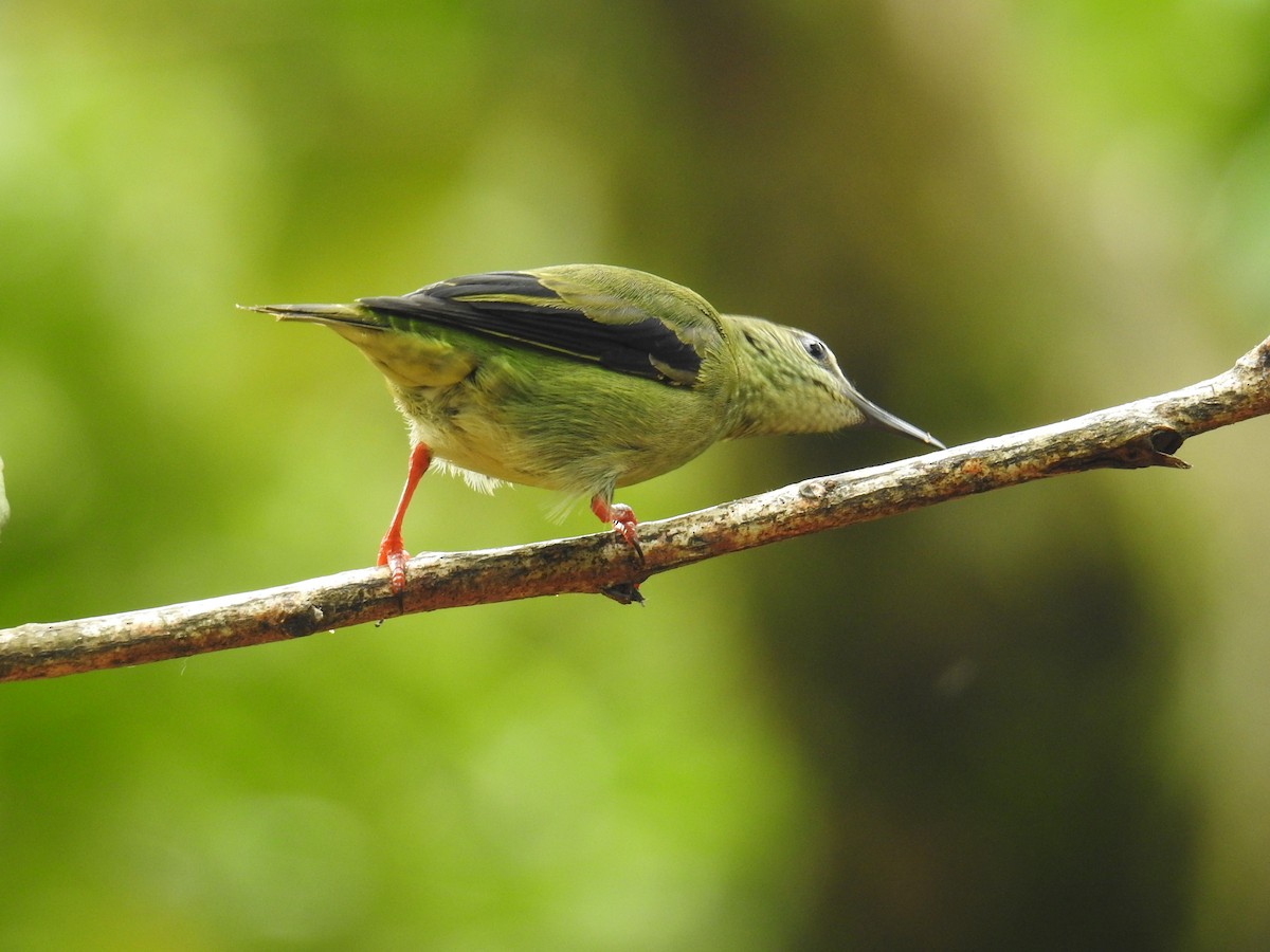 Танагра-медоїд бірюзова - ML644586278