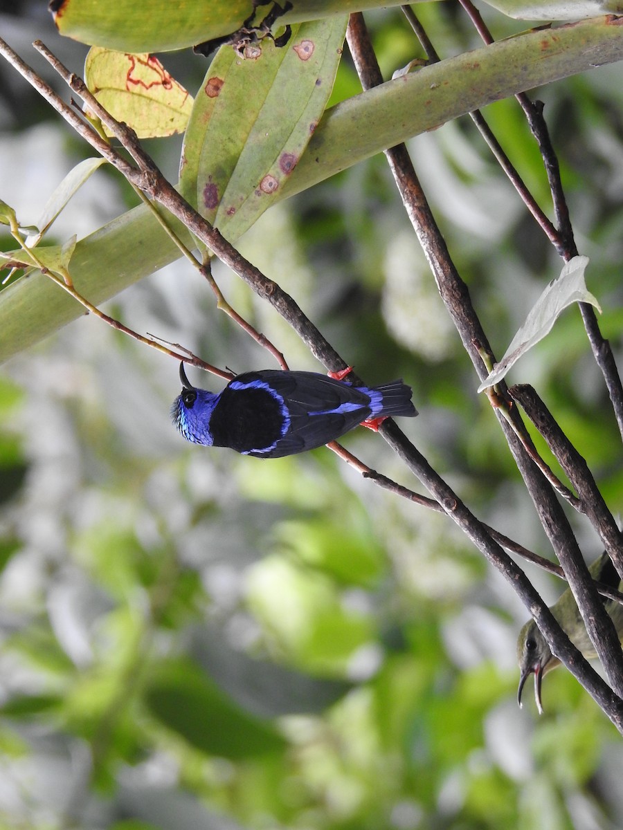 Танагра-медоїд бірюзова - ML644586279