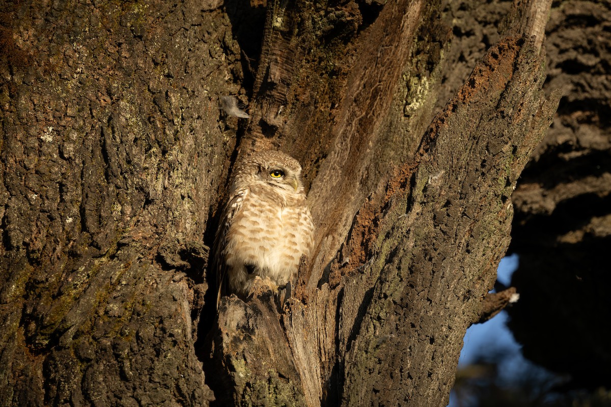 Spotted Owlet - ML644586301