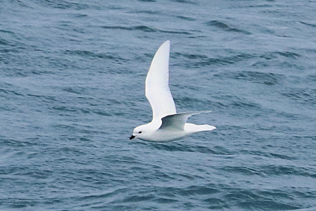 Snow Petrel - ML644586312