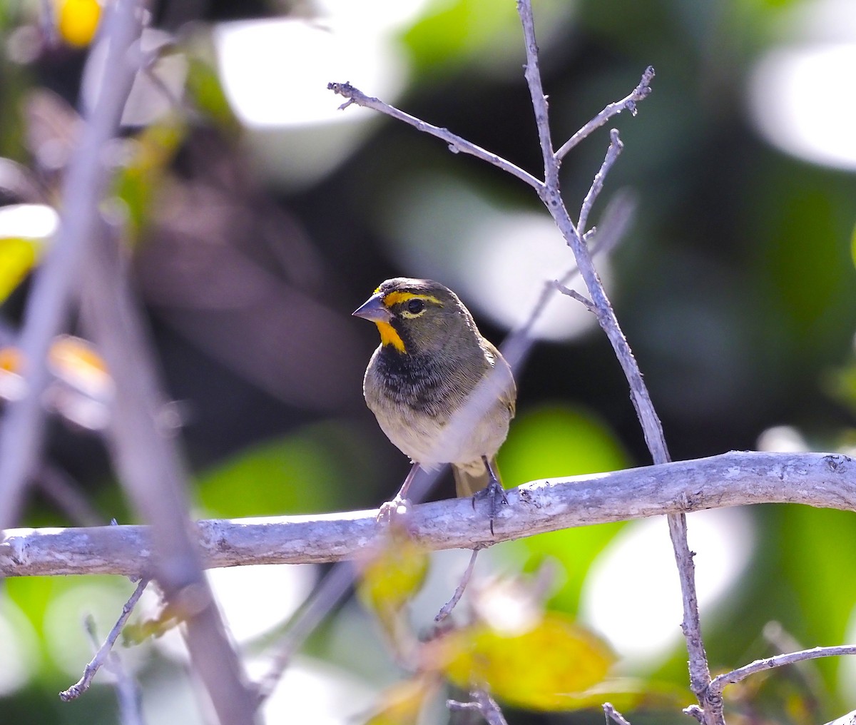 Goldbrauen-Gimpeltangare - ML644586317