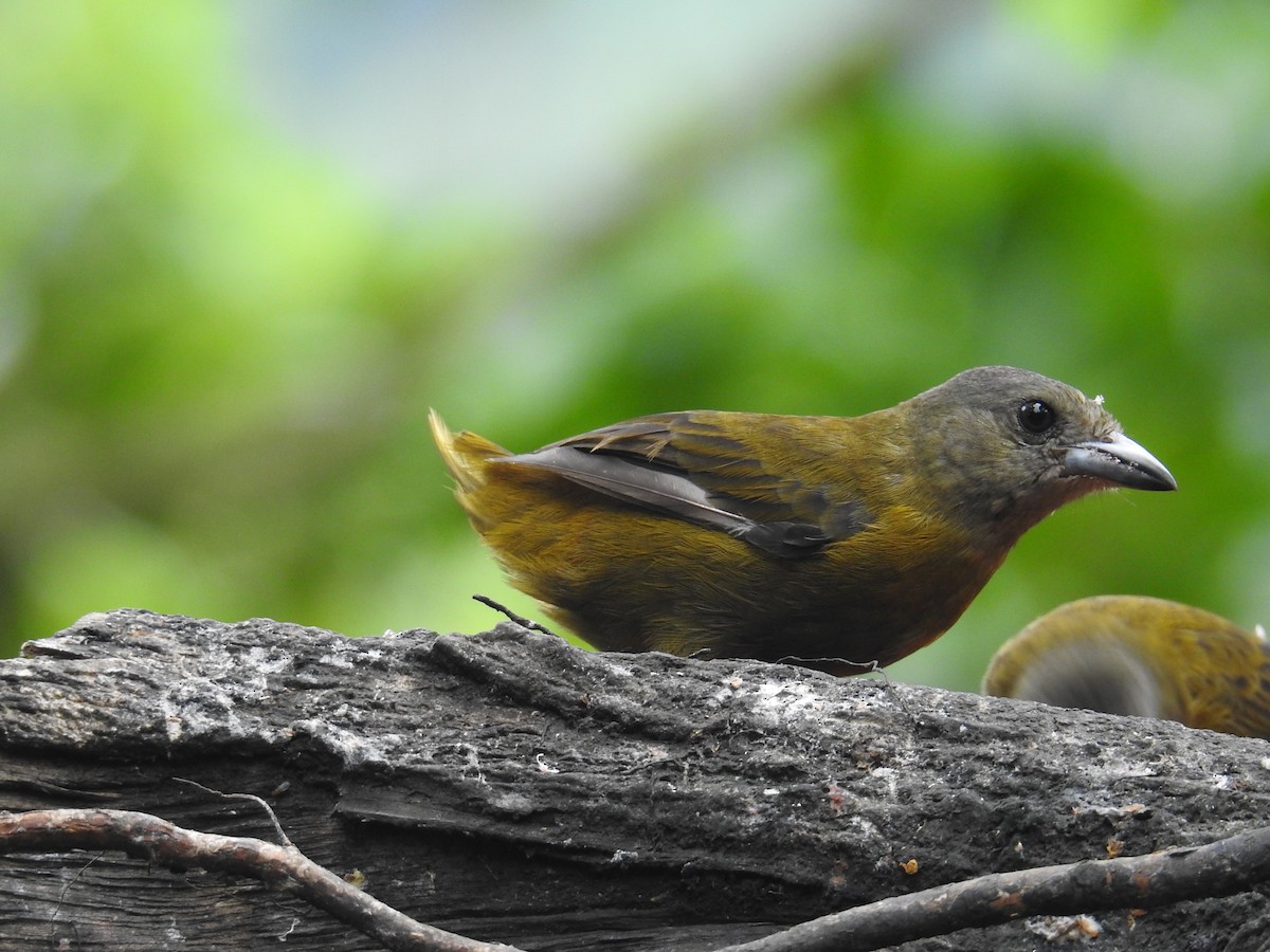 Passerinitangare (passerinii) - ML644586321