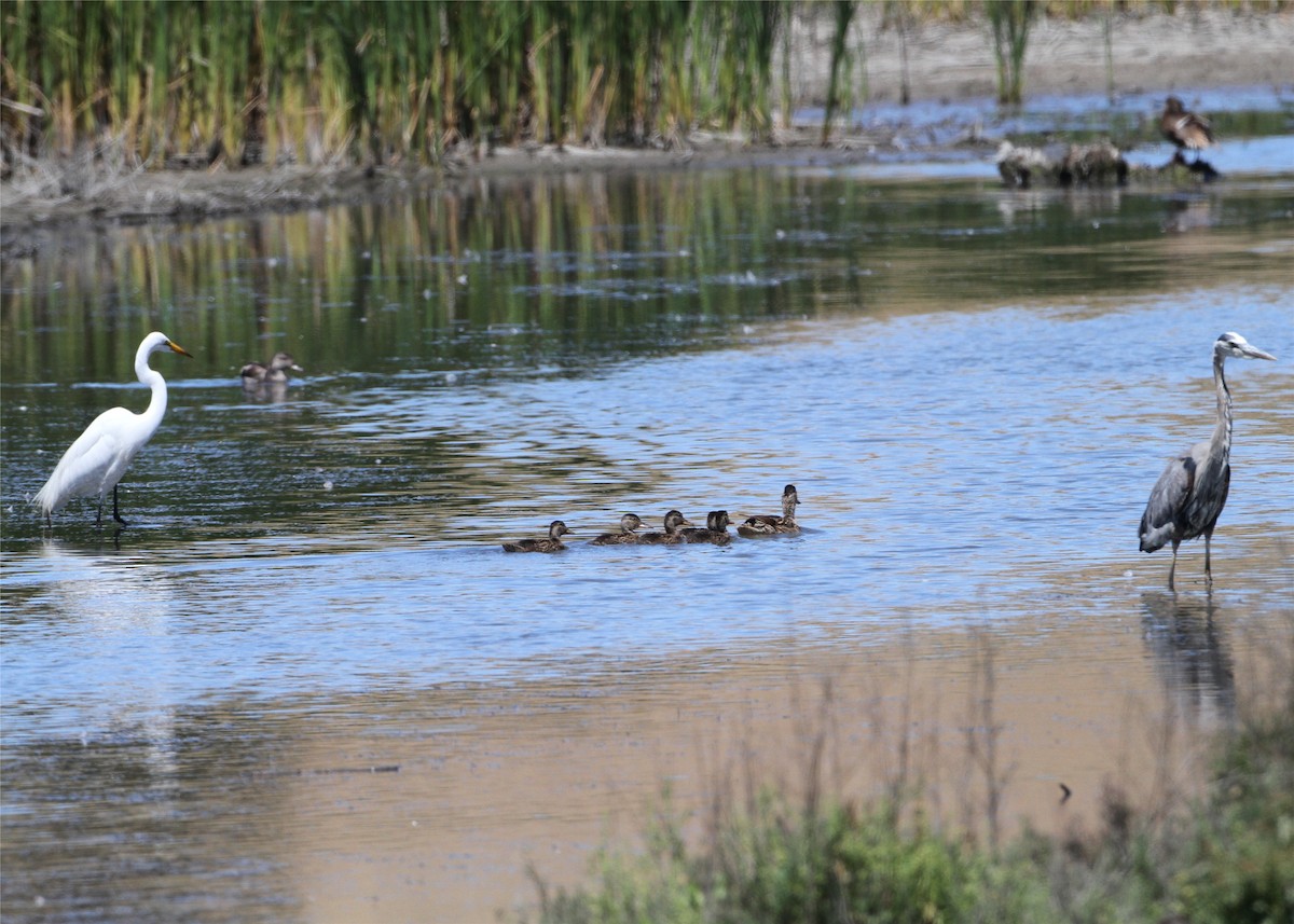 volavka bílá - ML644586322