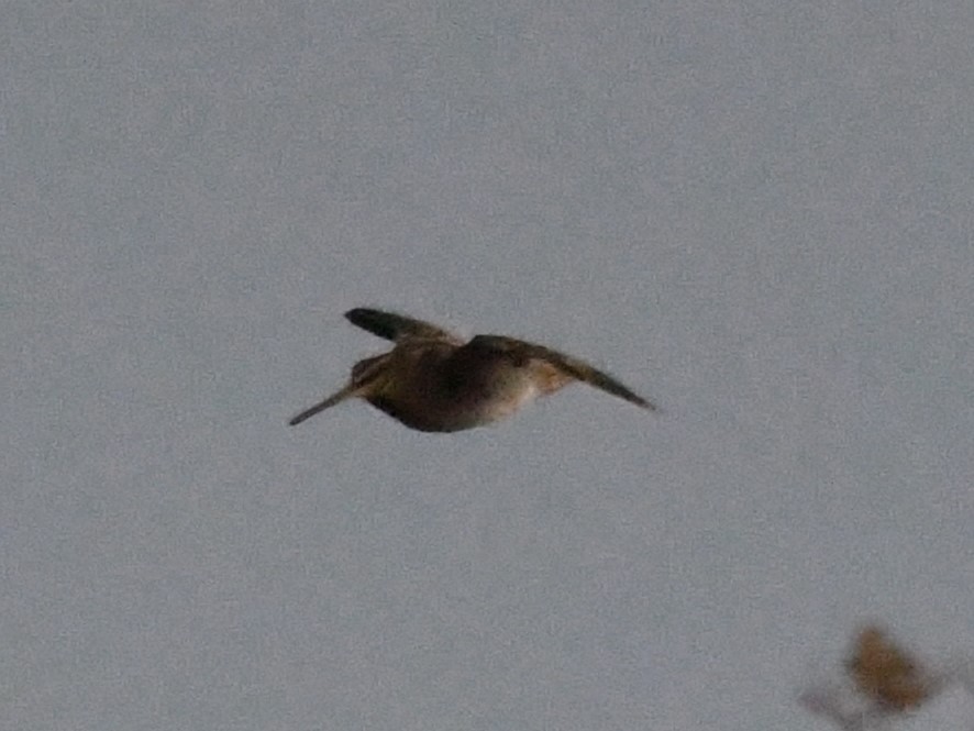 Wilson's Snipe - ML644586323