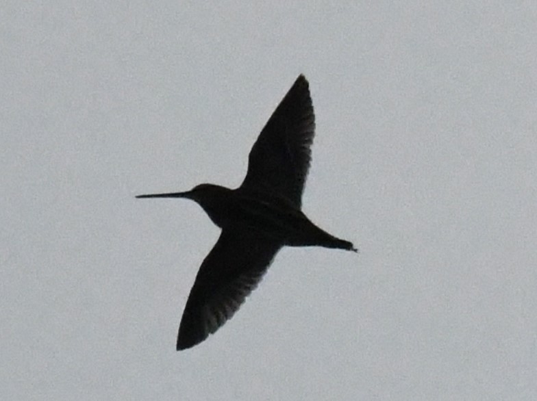 Wilson's Snipe - ML644586324