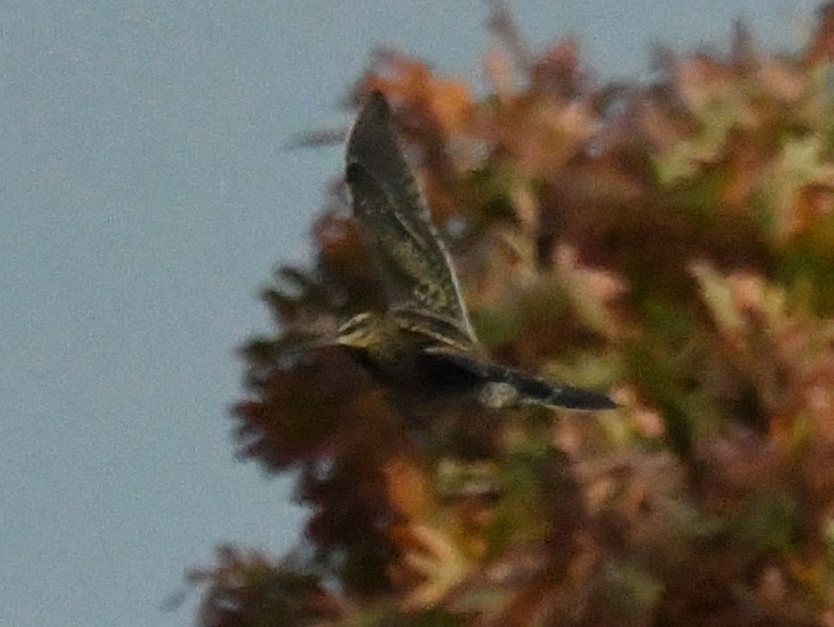 Wilson's Snipe - ML644586325