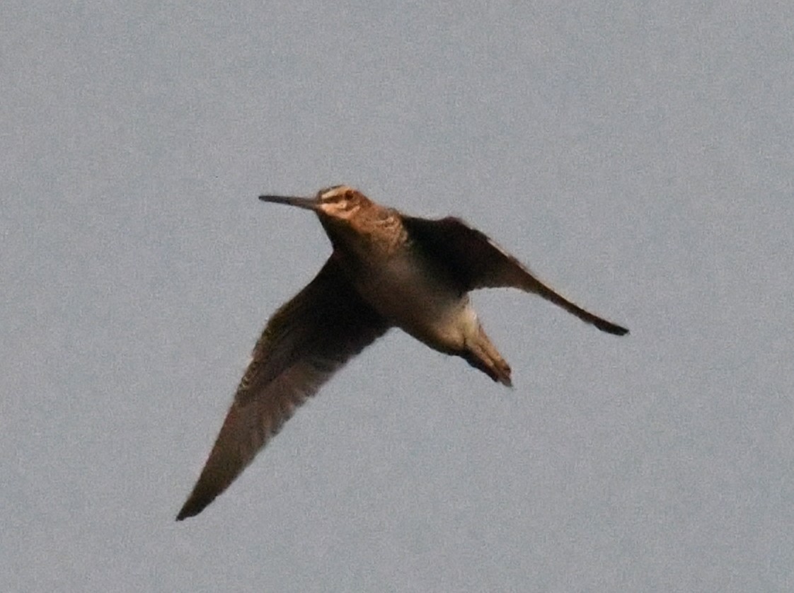 Wilson's Snipe - ML644586326