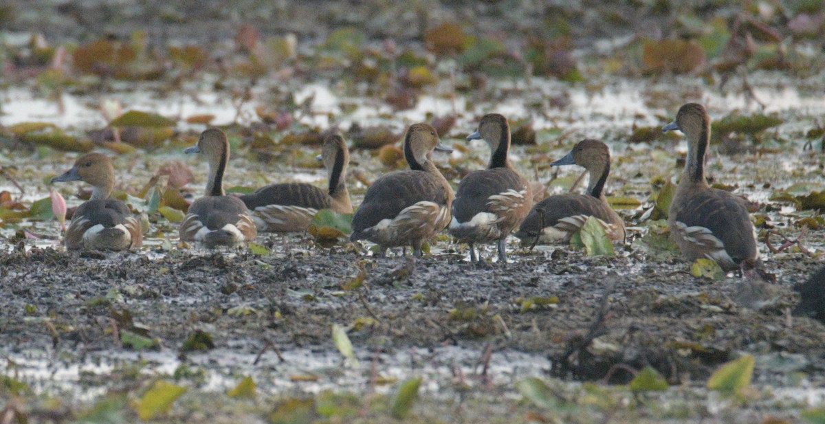 Fulvous Whistling-Duck - ML644586327