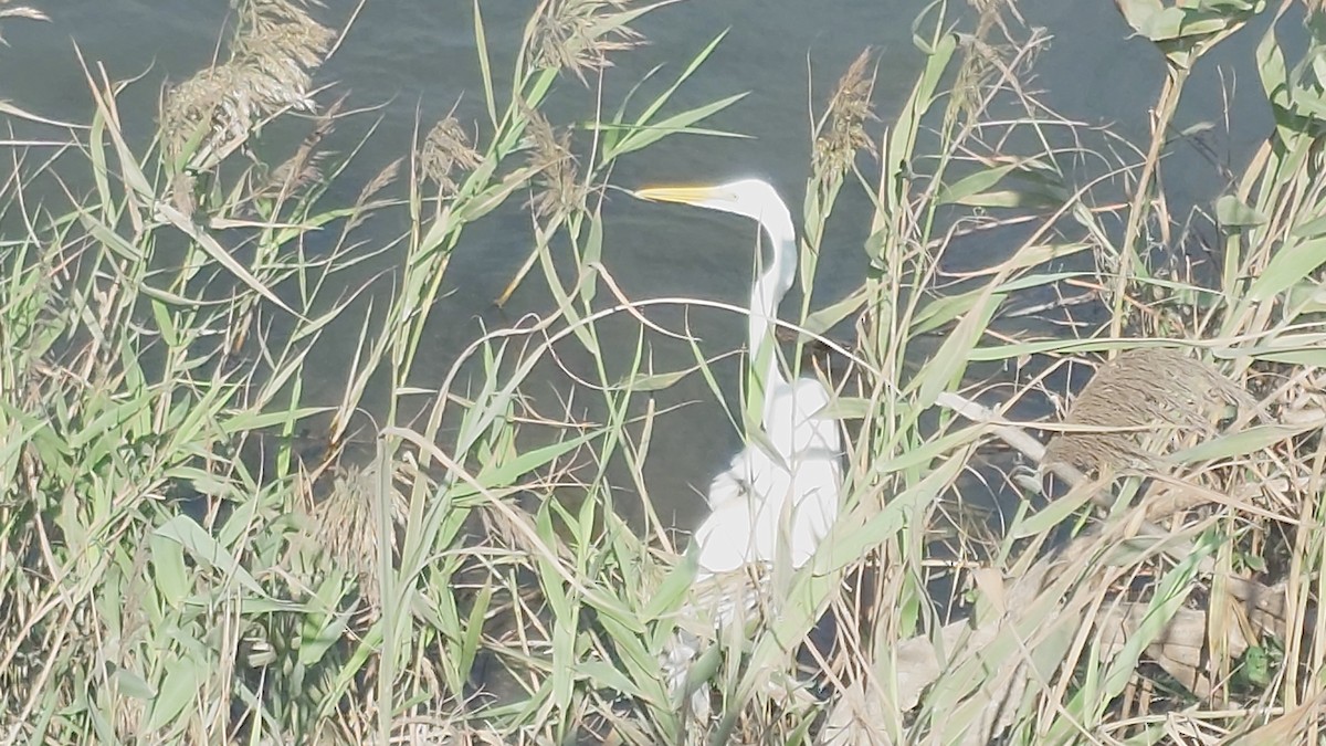 Цасч дэглий - ML644586329