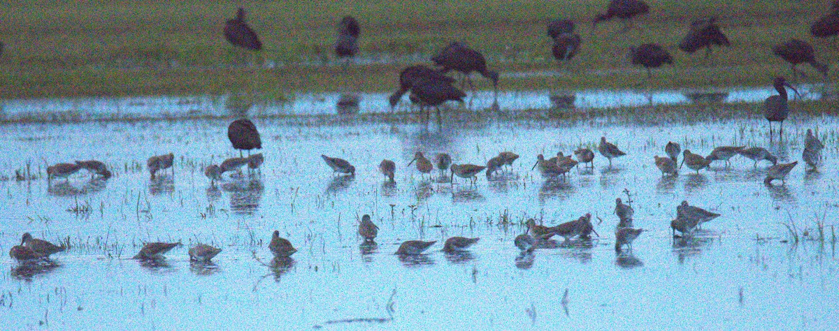 Long-billed Dowitcher - ML644586330