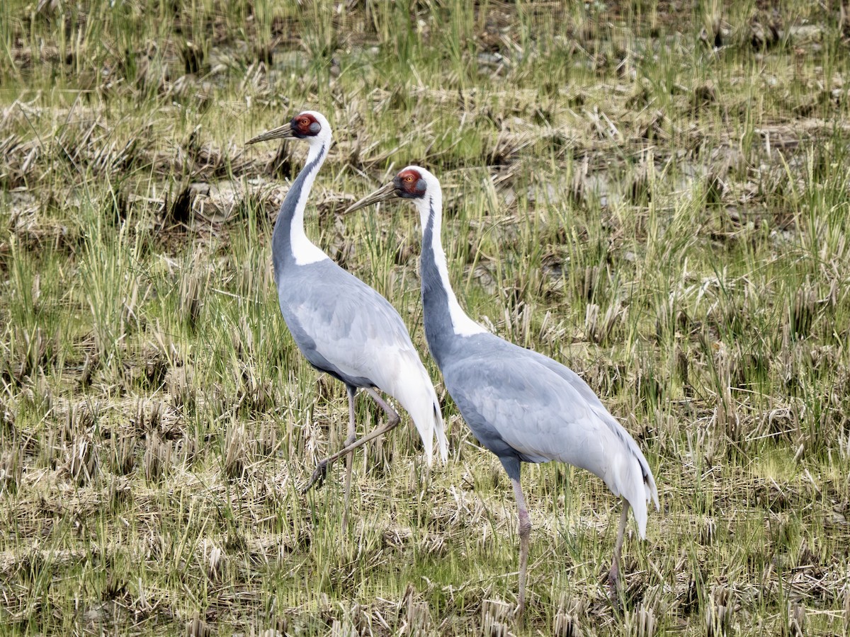 jeřáb červenolící - ML644586334