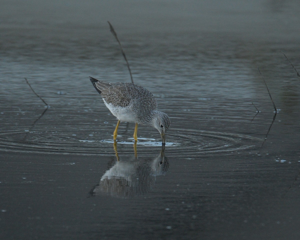 Greater Yellowlegs - ML644586337