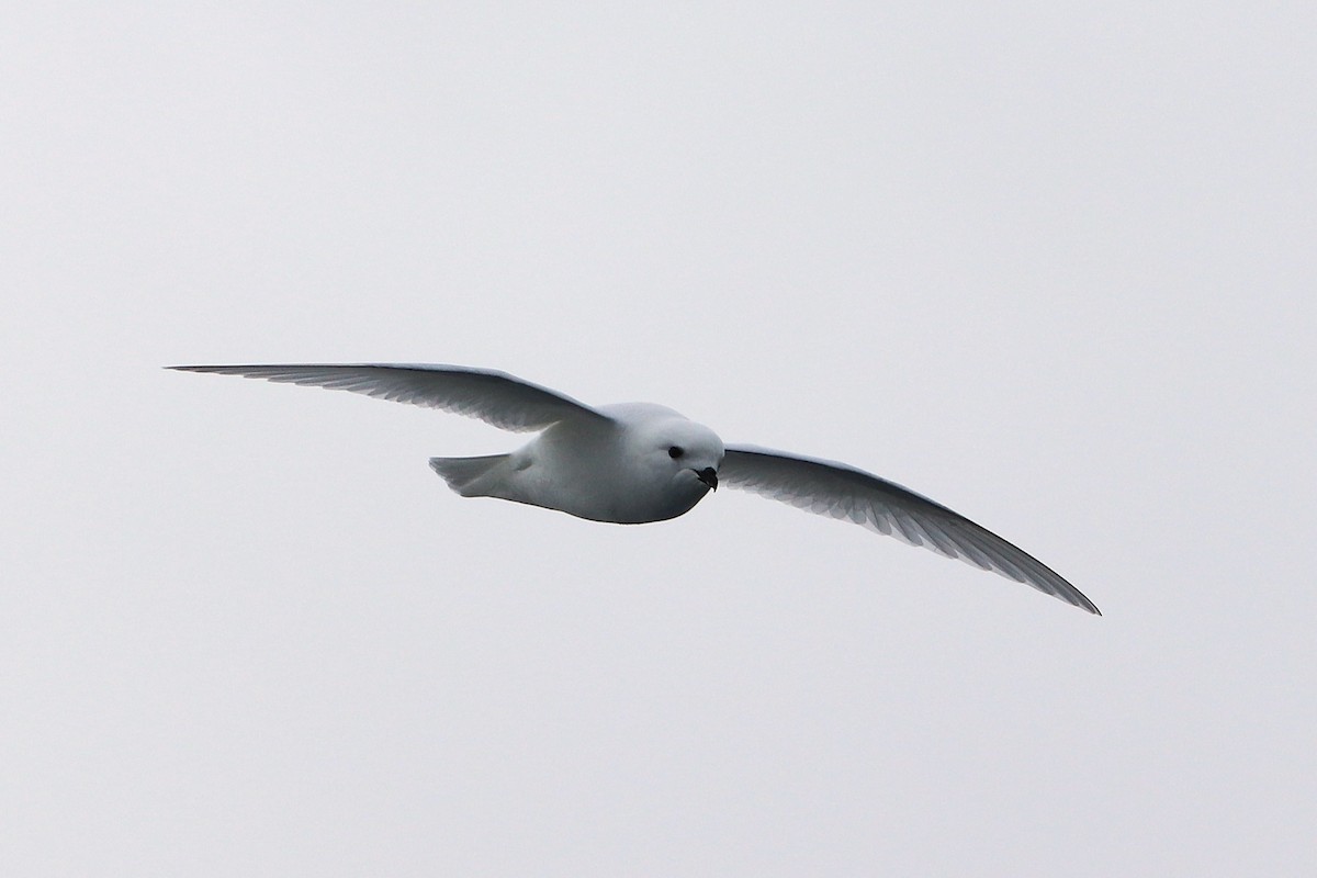 Snow Petrel - ML644586350
