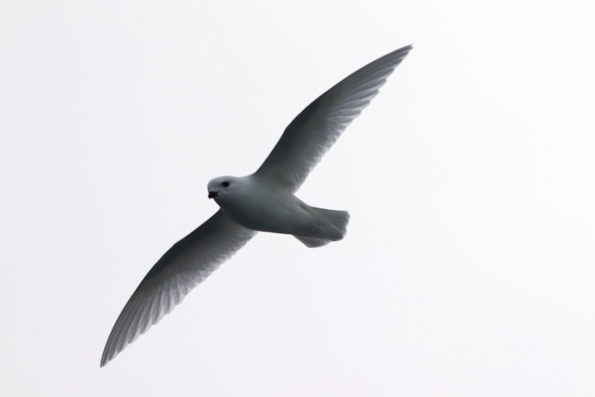 Snow Petrel - ML644586351