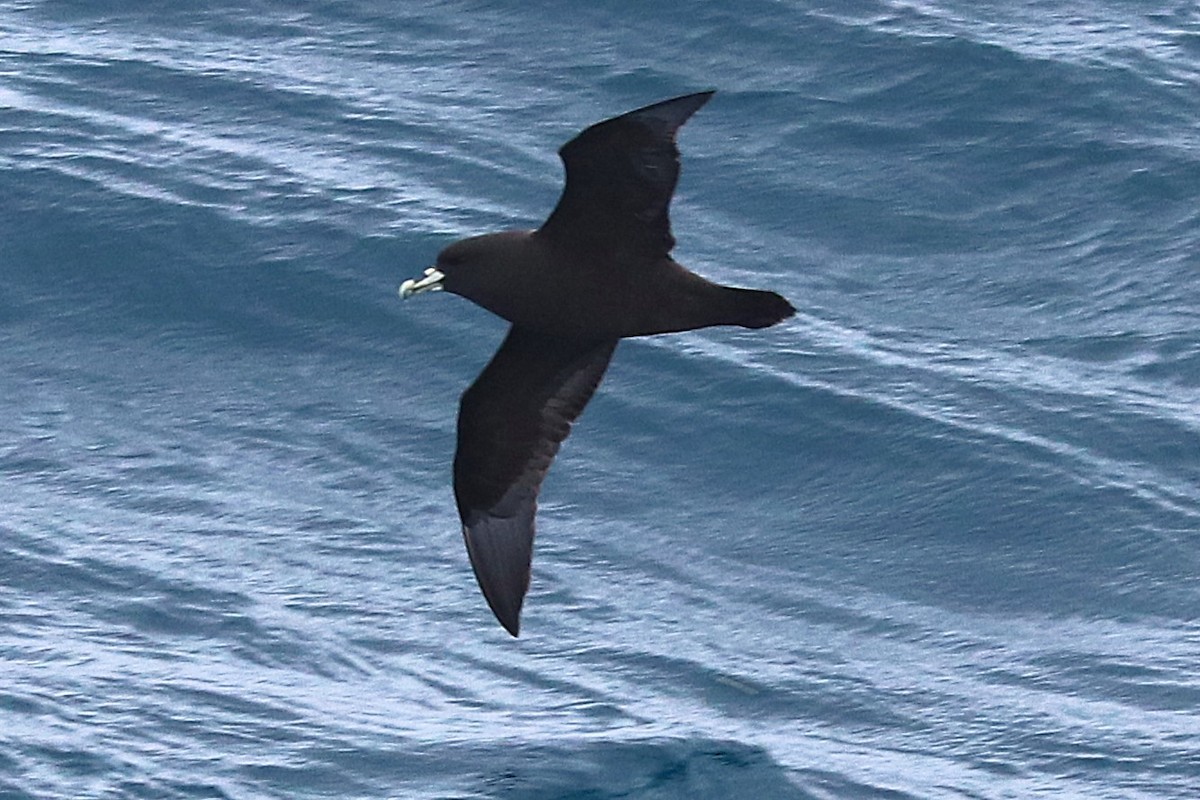 White-chinned Petrel - ML644586355