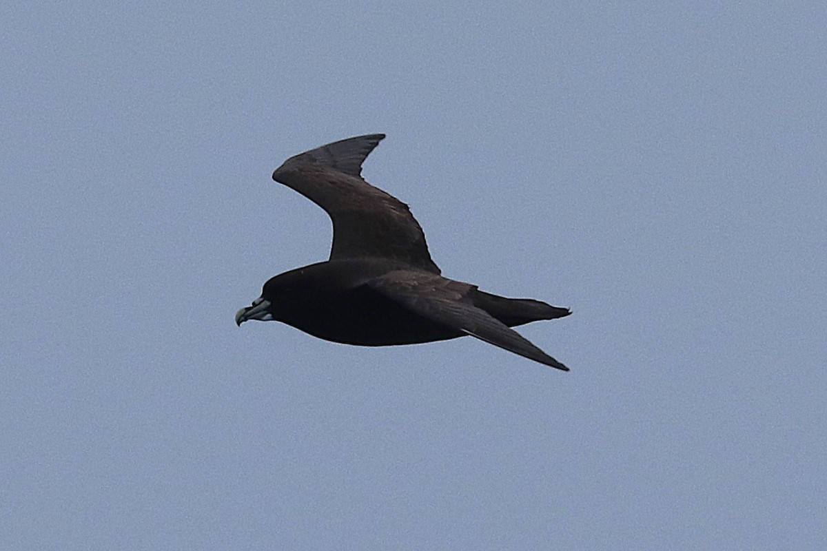 White-chinned Petrel - ML644586356