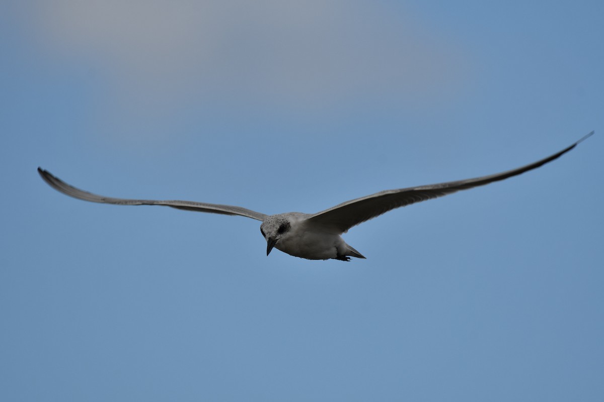 Gull-billed Tern - ML644586357