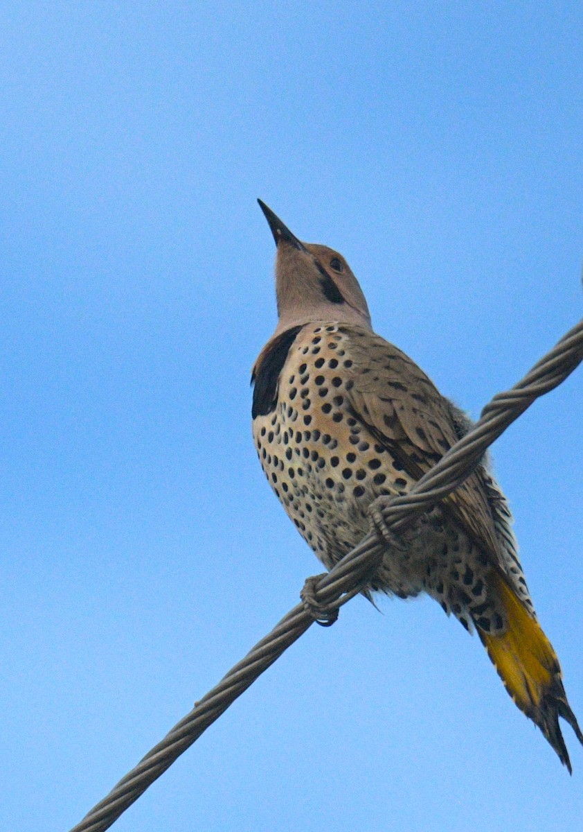 Northern Flicker - ML644586358