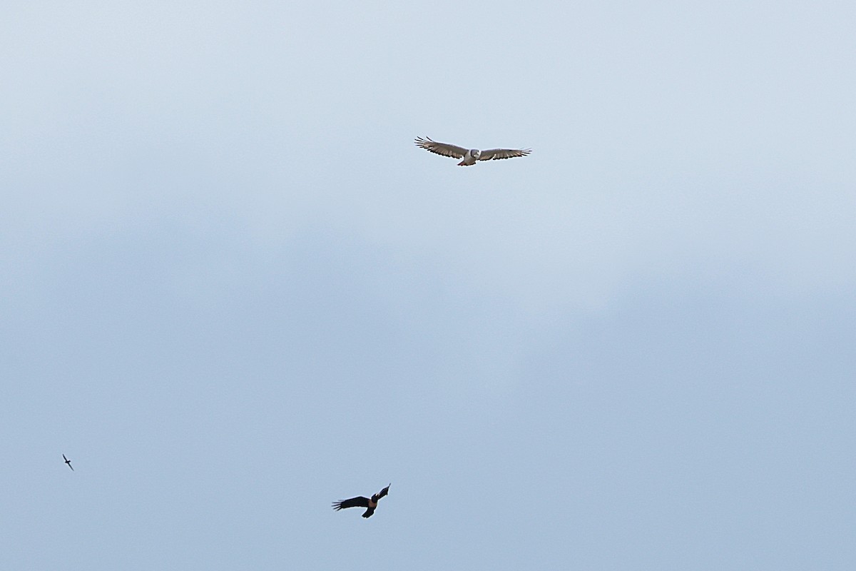 augurvåk - ML644586362