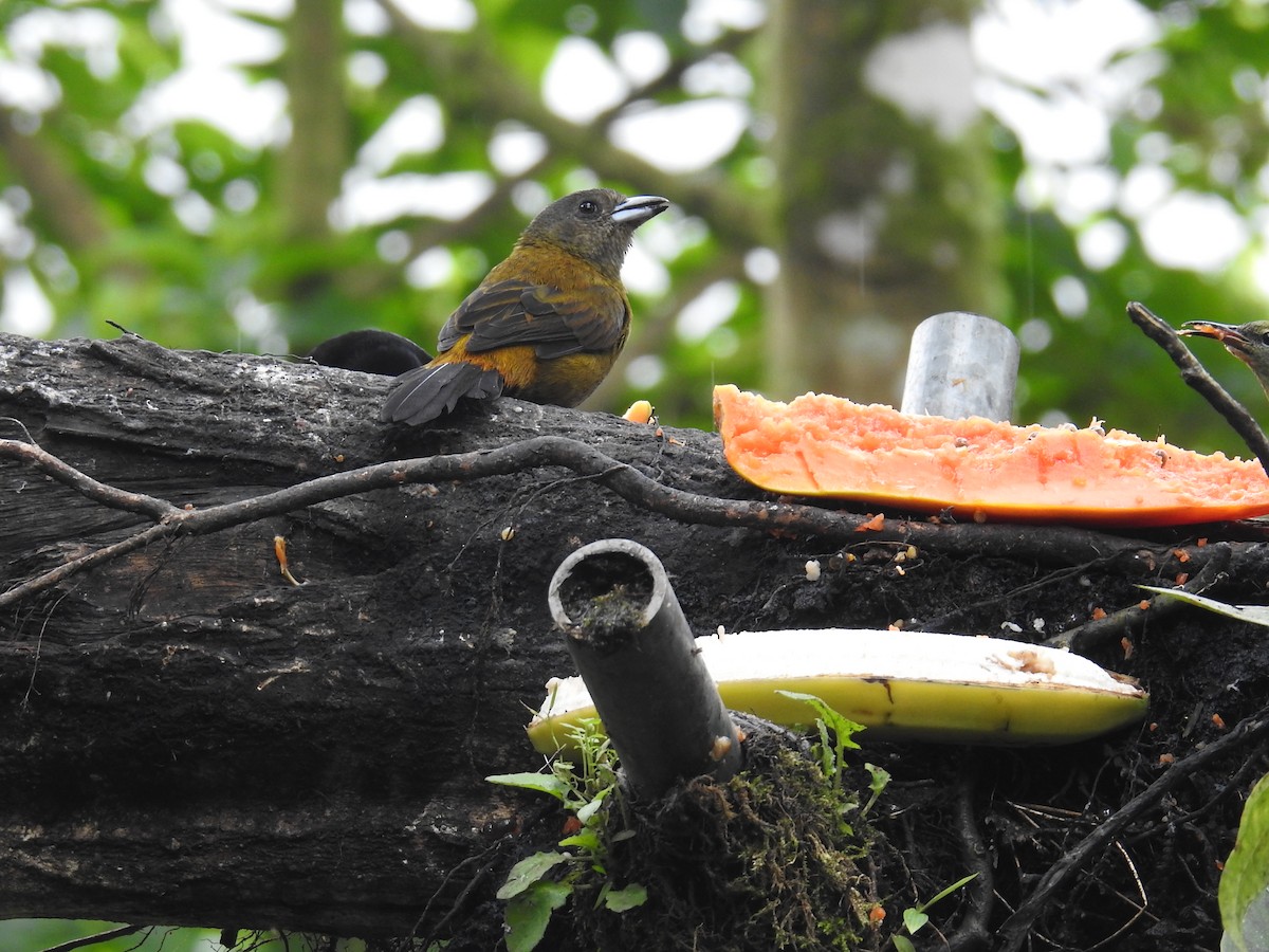 Passerinitangare (passerinii) - ML644586365