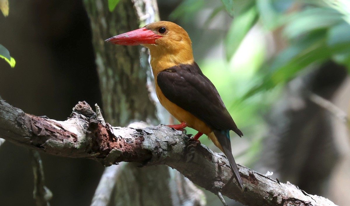 Бурокрылый гуриал - ML644586366