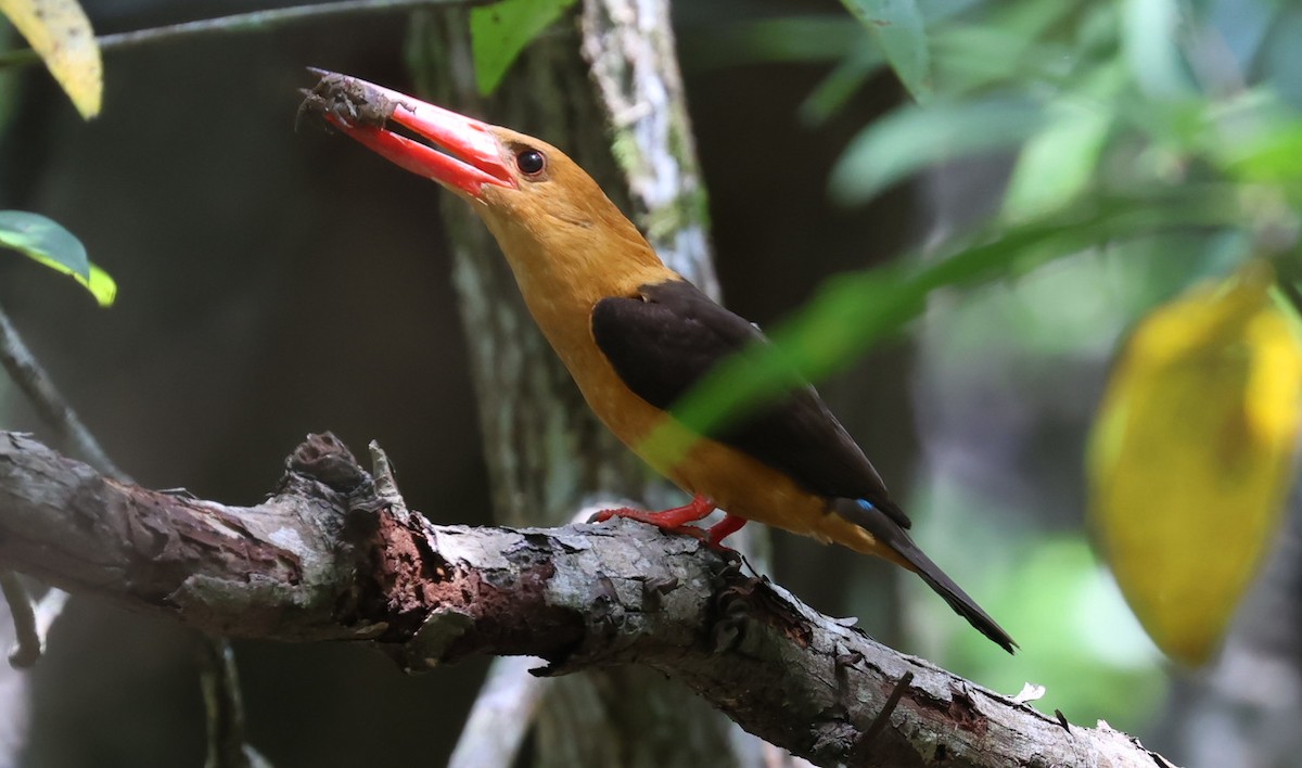 Бурокрылый гуриал - ML644586367