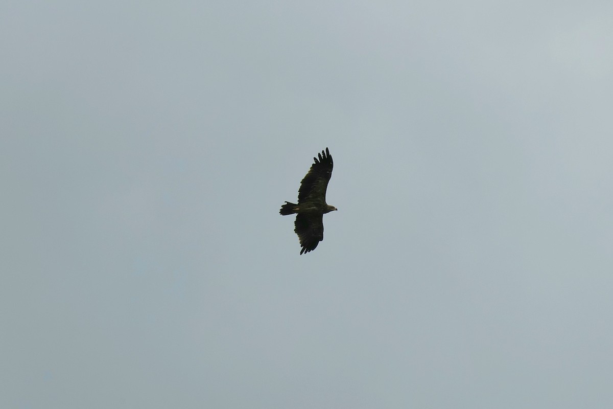 Tawny Eagle - ML644586371