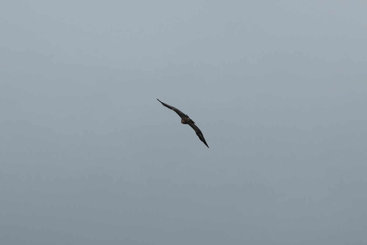 Tawny Eagle - ML644586372